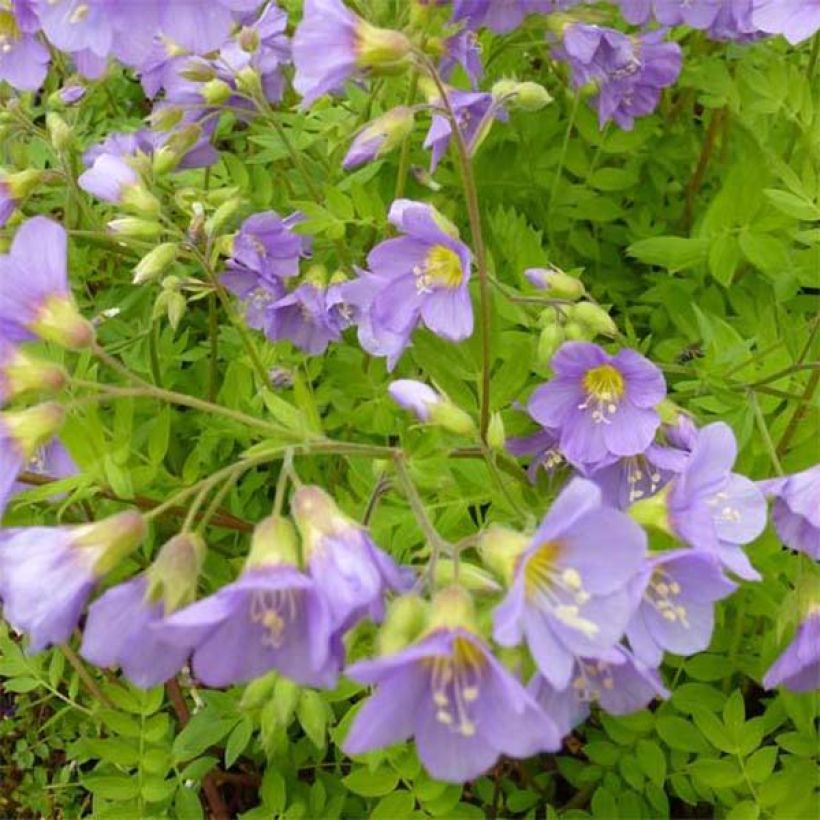 Polemonium caeruleum Lambrook Mauve (Floração)