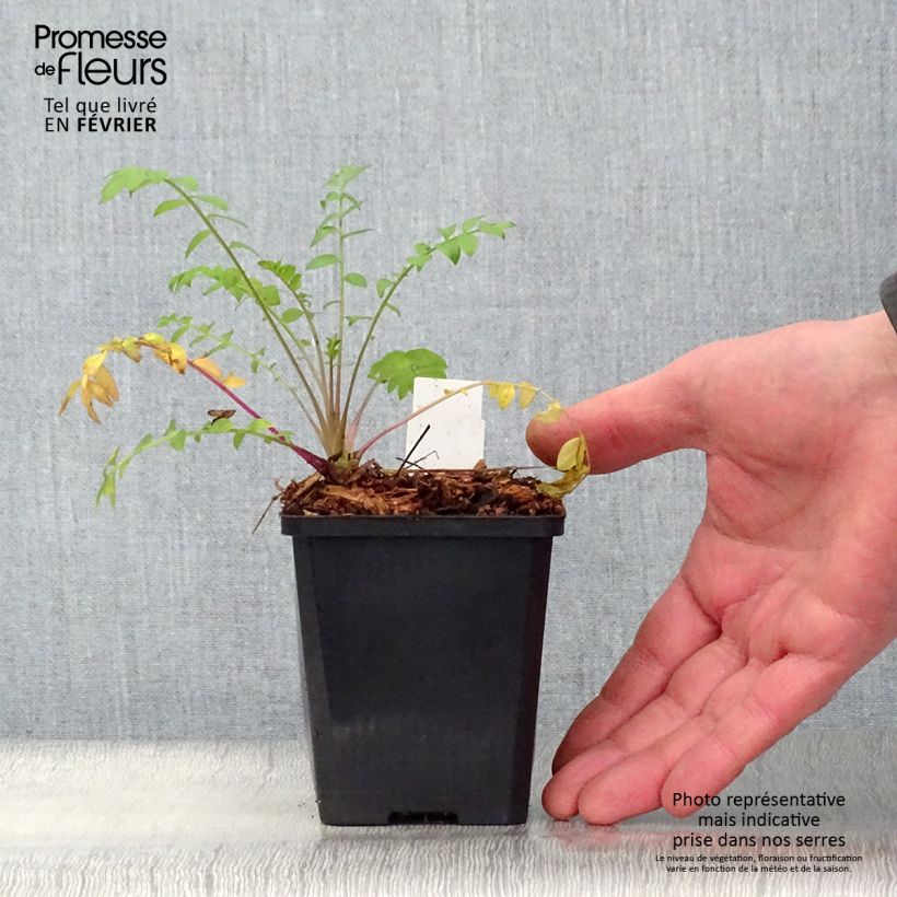 Spécimen de Polemonium caeruleum Lambrook Mauve Godet de 8/9 cm tel que livré en hiver