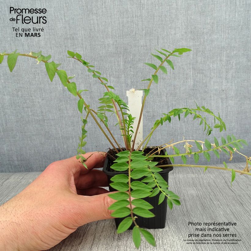 Spécimen de Polemonium carneum Apricot Delight Godet de 8/9 cm tel que livré en hiver