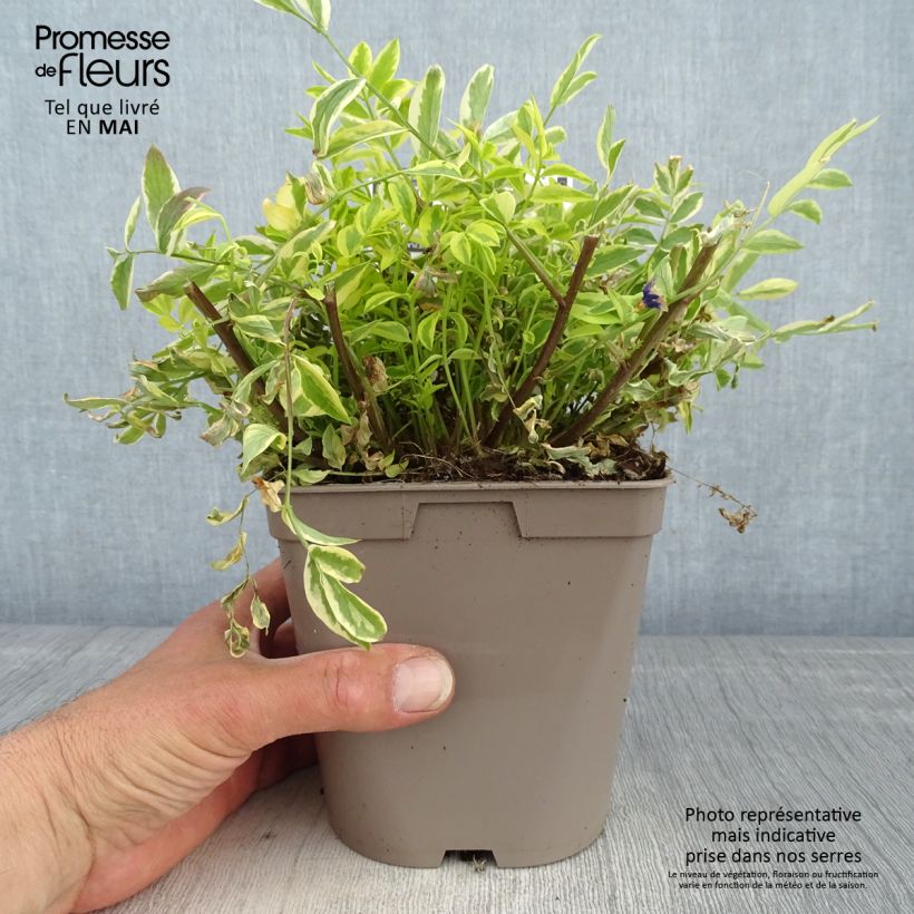 Spécimen de Polemonium pulcherrimum Golden Feathers - Polémoine Pot de 2L/3L tel que livré au printemps