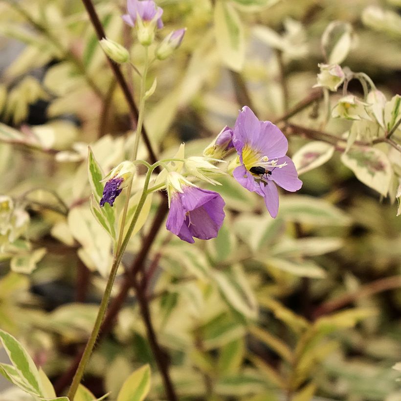 Polemonium pulcherrimum Golden Feathers - Polémoine (Floraison)