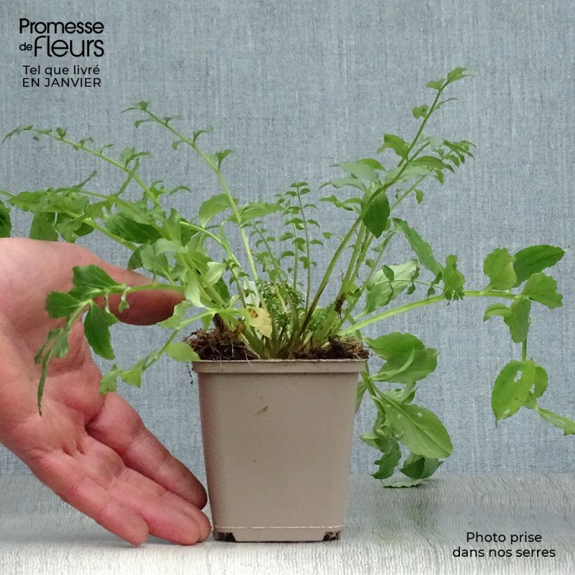 Spécimen de Polemonium reptans Blue Pearl - Valériane grecque rampante Godet de 8/9 cm tel que livré en hiver