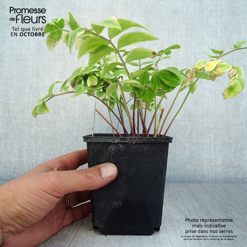 Spécimen de Polemonium reptans Touch of Class - Valériane grecque rampante Godet de 8/9 cm tel que livré en automne