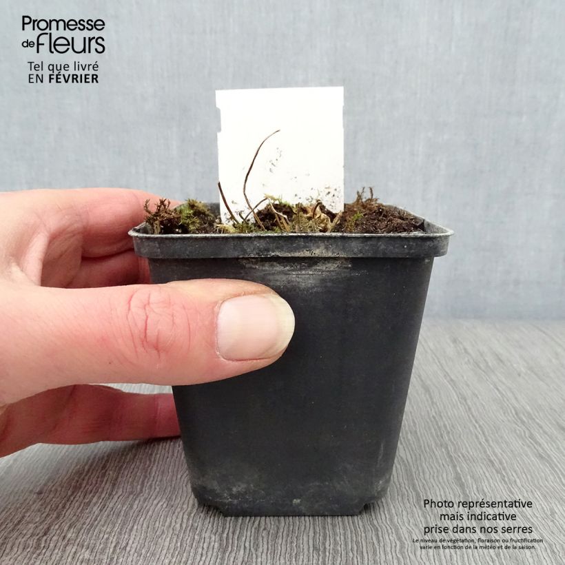 Spécimen de Polemonium reptans Touch of Class - Valériane grecque rampante Godet de 8/9 cm tel que livré en hiver