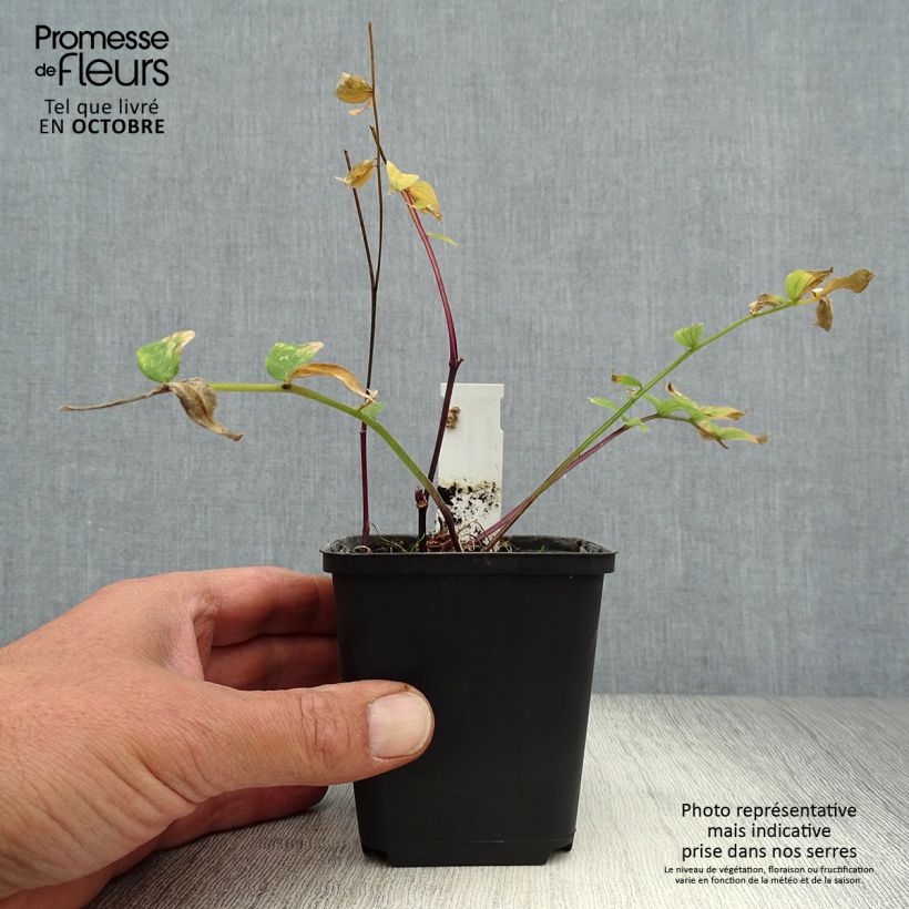 Spécimen de Polemonium yezoense Purple Rain - Valériane grecque Godet de 8/9 cm tel que livré en automne