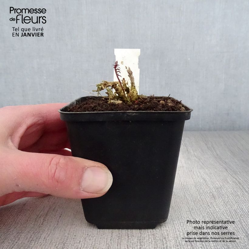 Spécimen de Polemonium yezoense Purple Rain - Valériane grecque Godet de 8/9 cm tel que livré en hiver