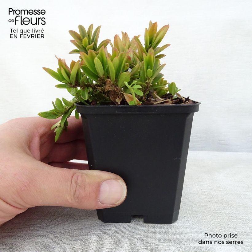 Spécimen de Polygala chamaebuxus Grandiflora - Faux buis Godet de 8/9 cm tel que livré en hiver