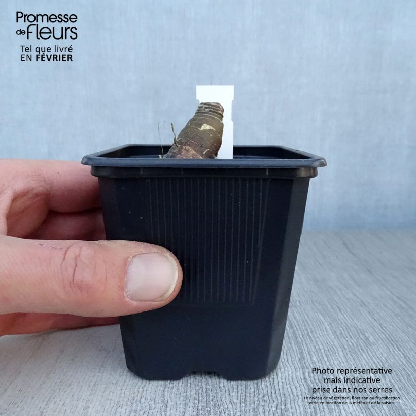 Spécimen de Polygonatum Weihenstephan - Sceau de Salomon Godet de 8/9 cm tel que livré en hiver