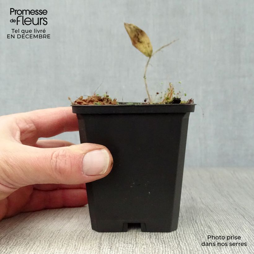 Spécimen de Sceau de Salomon - Polygonatum commutatum Godet de 8/9 cm tel que livré en hiver