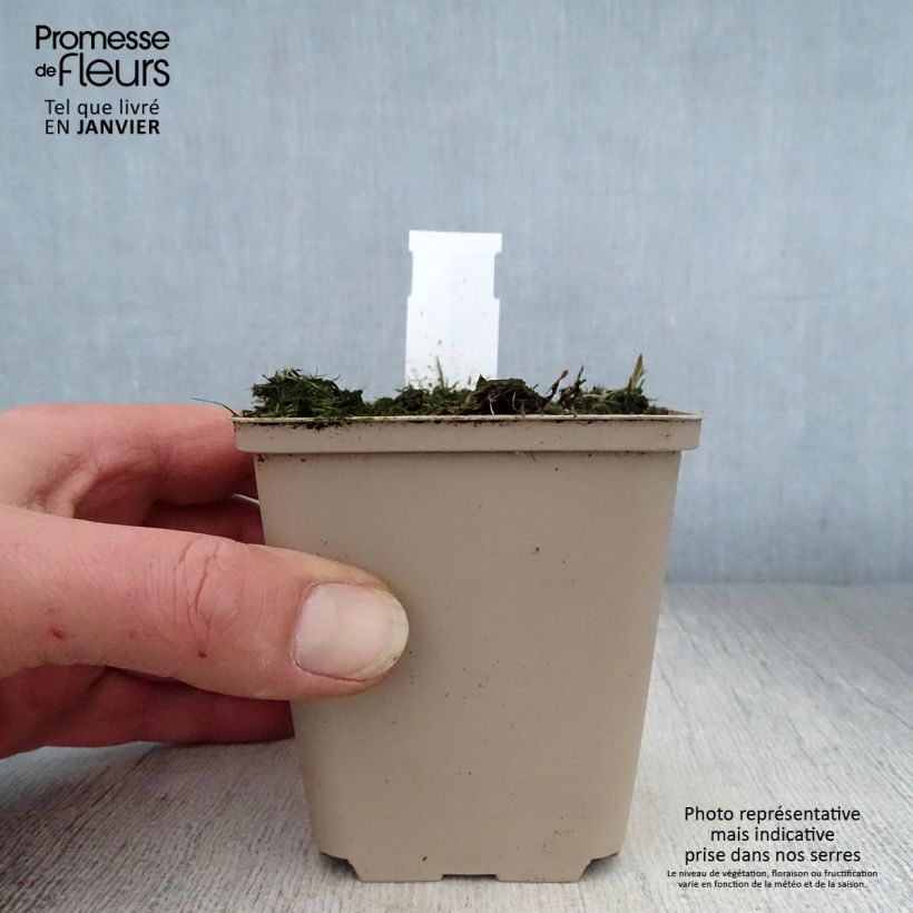 Spécimen de Polygonatum humile - Sceau de Salomon Godet de 8/9 cm tel que livré en hiver