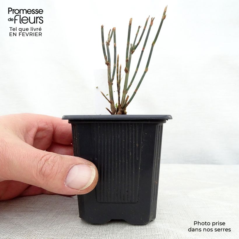 Spécimen de Polygonum scoparium - Renouée à balais Godet de 8/9 cm tel que livré en hiver