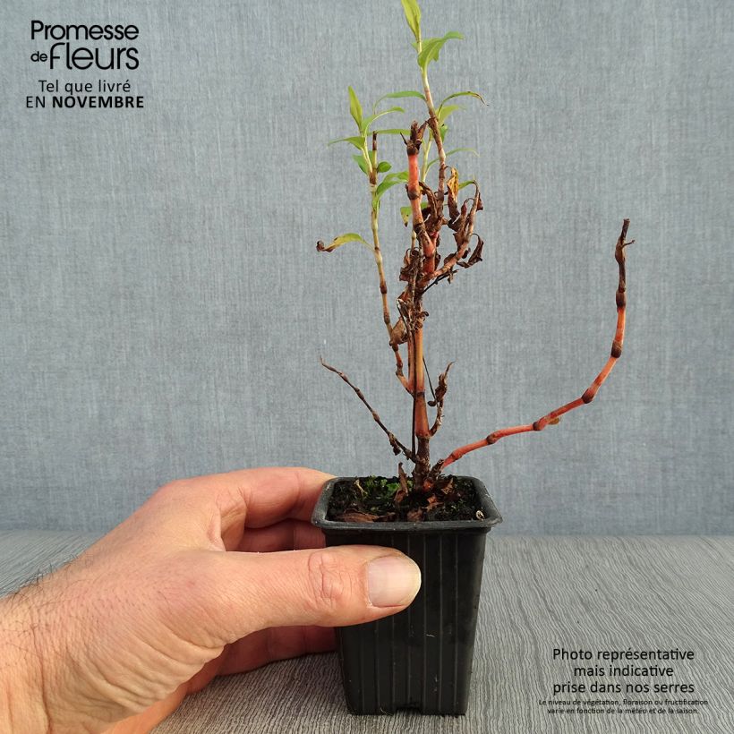 Spécimen de Polygonum thaï - Polygonum odoratum - Rau Ram Godet de 8/9 cm tel que livré en automne