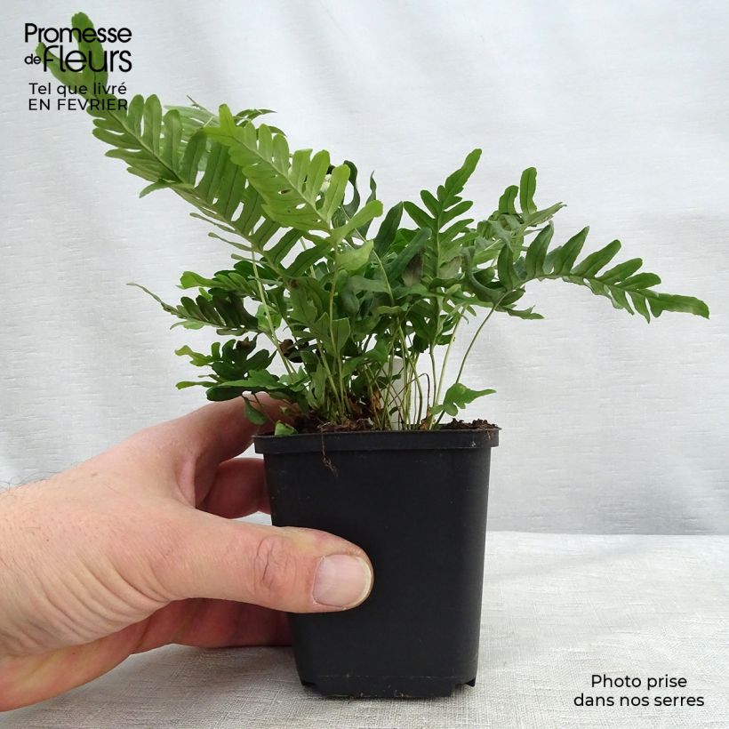 Spécimen de Polypodium vulgare Bifido Multifidum - Fougère Godet de 8/9 cm tel que livré en hiver