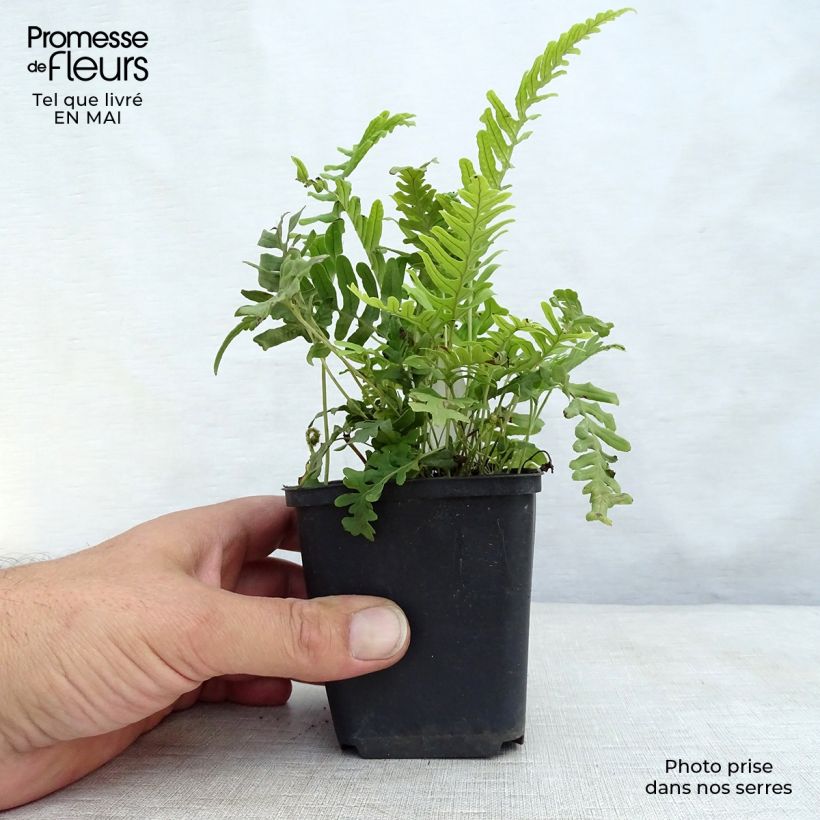 Spécimen de Polypodium vulgare Bifido Multifidum - Fougère Godet de 8/9 cm tel que livré au printemps