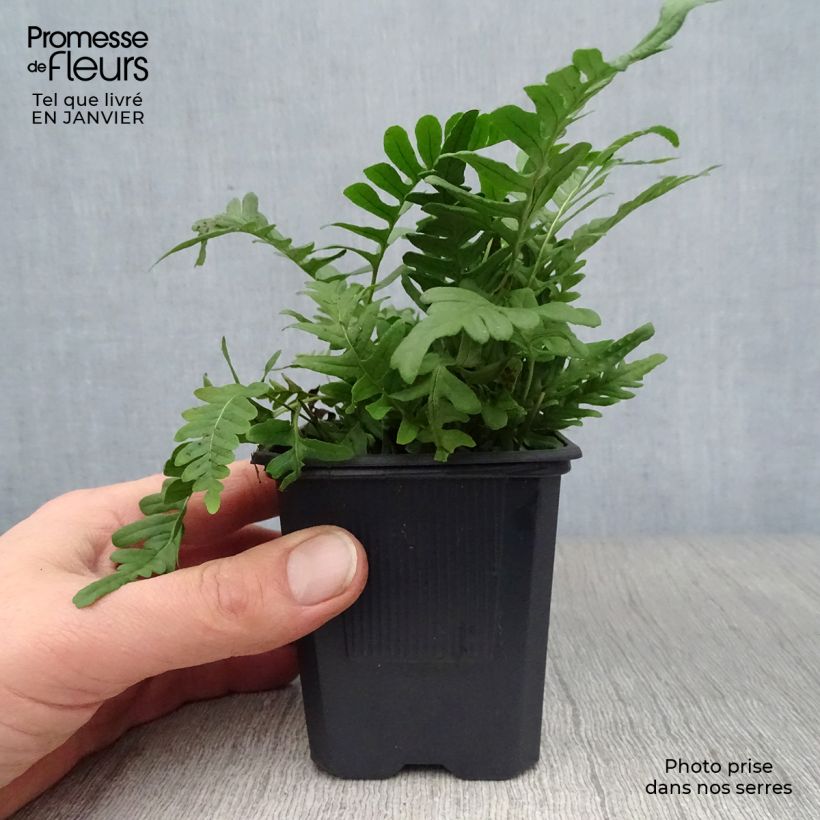 Spécimen de Polypodium vulgare - Fougère persistante Godet de 8/9 cm tel que livré en hiver