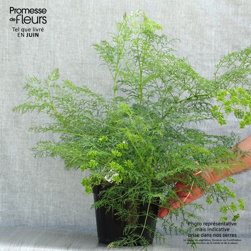 Spécimen de Polyscias sambucifolia - Sureau panax Pot de 4L/5L tel que livré en été