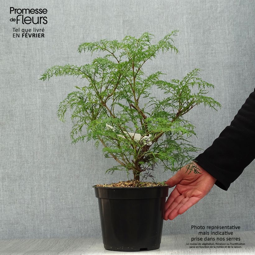 Spécimen de Polyscias sambucifolia - Sureau panax Pot de 4L/5L tel que livré en hiver