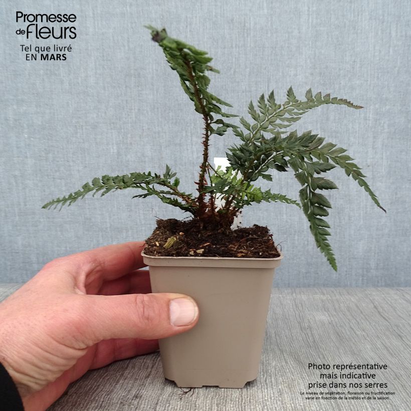 Spécimen de Polystichum Shiny Holy Fern - Fougère persistante  Godet de 8/9 cm tel que livré en hiver