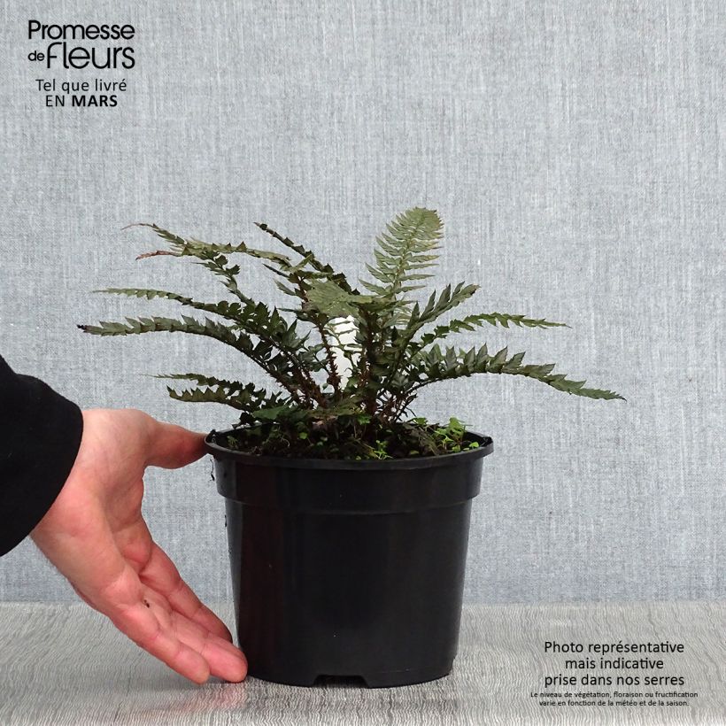 Spécimen de Polystichum Shiny Holy Fern - Fougère persistante  Pot de 2L/3L tel que livré en hiver