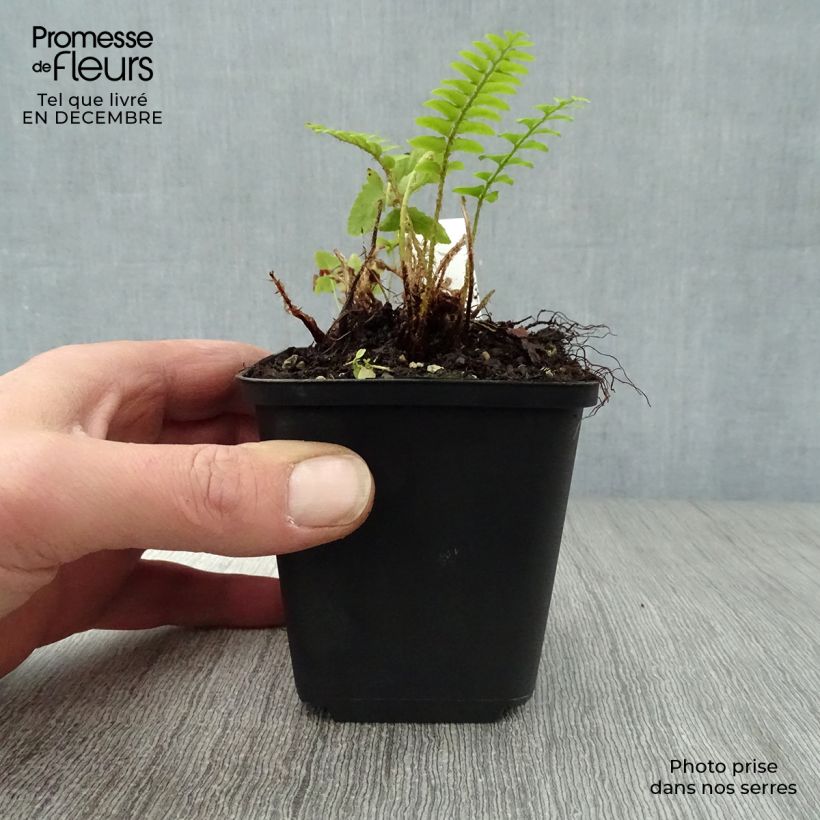 Spécimen de Polystichum acrostichoides - Fougère de Noël Godet de 8/9 cm tel que livré en hiver