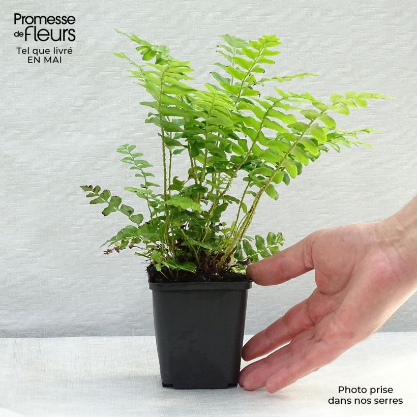 Spécimen de Polystichum acrostichoides - Fougère de Noël Godet de 8/9 cm tel que livré au printemps