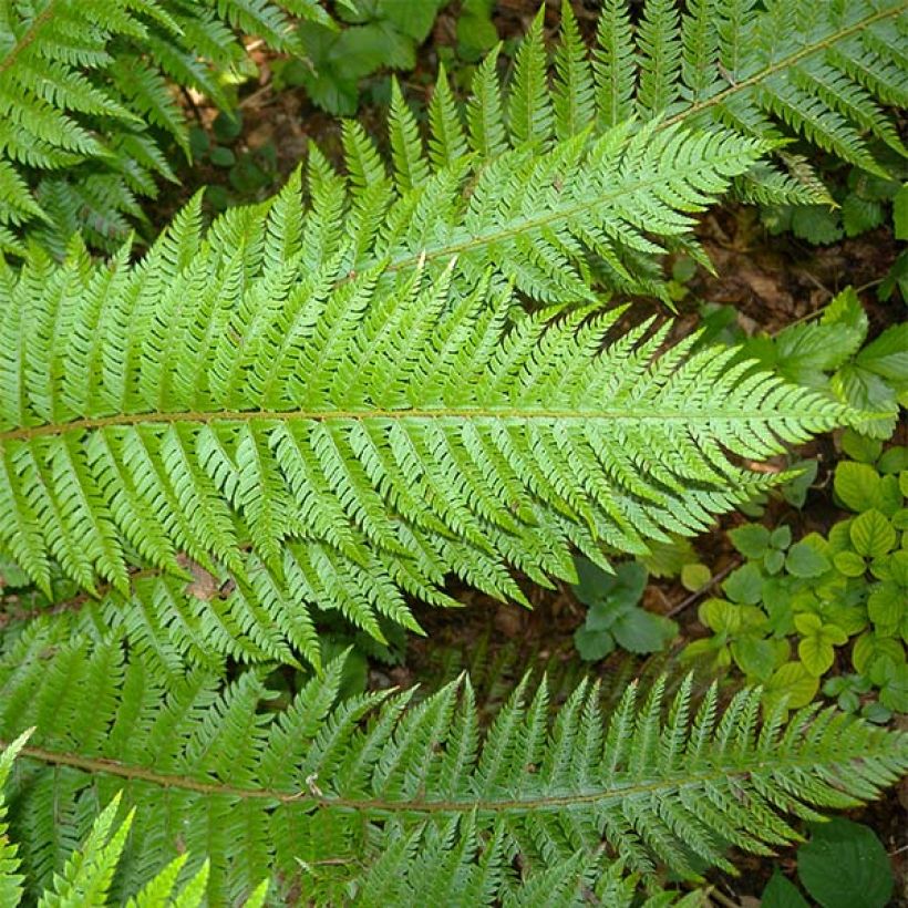 Polystichum aculeatum - Fougère (Feuillage)