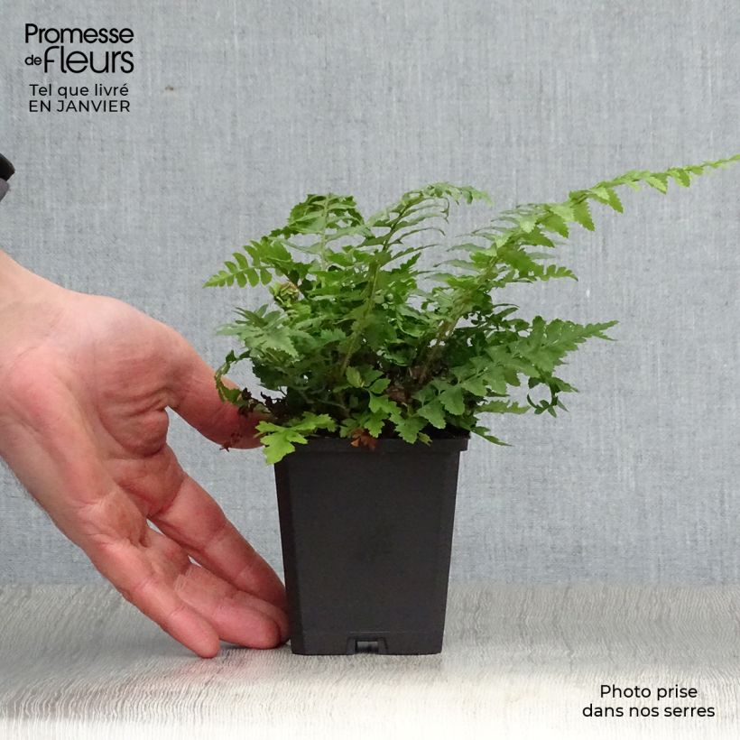 Spécimen de Polystichum aculeatum - Fougère Godet de 8/9 cm tel que livré en hiver