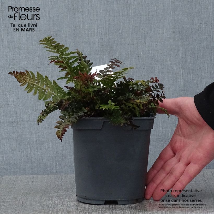 Spécimen de Polystichum aculeatum - Fougère Pot de 2L/3L tel que livré en hiver