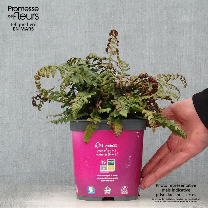 Spécimen de Polystichum aculeatum - Fougère Pot de 2L/3L tel que livré au printemps
