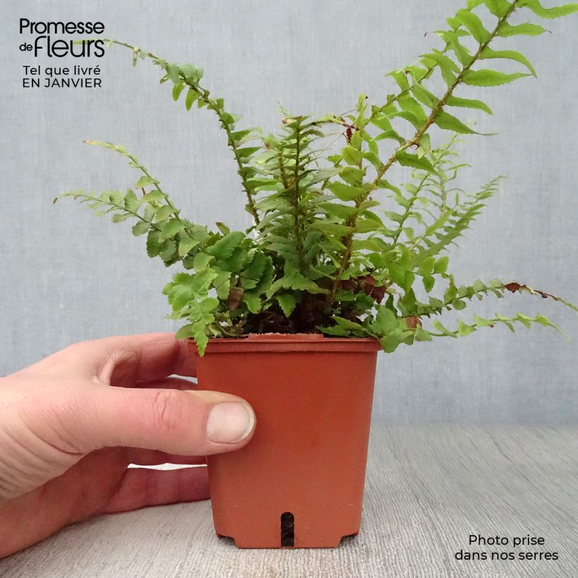 Spécimen de Polystichum munitum - Fougère Godet de 8/9 cm tel que livré en hiver