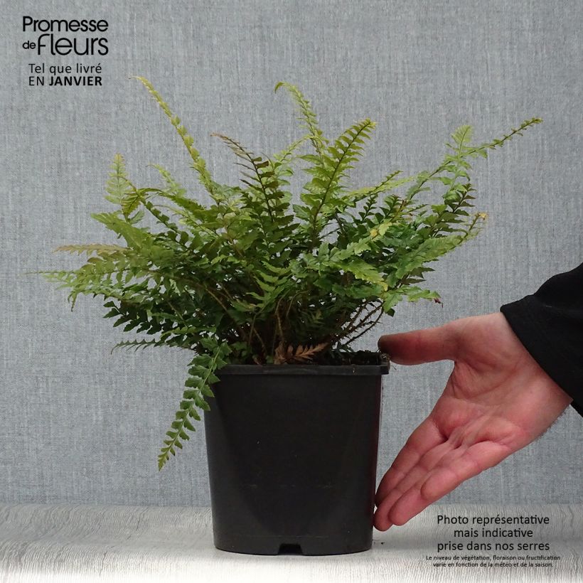 Spécimen de Polystichum neolobatum - Fougère sabre  Pot de 2L/3L tel que livré en hiver