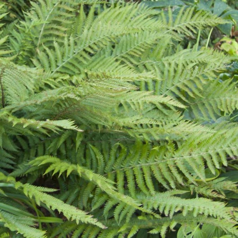 Polystichum polyblepharum - Fougère persistante (Feuillage)