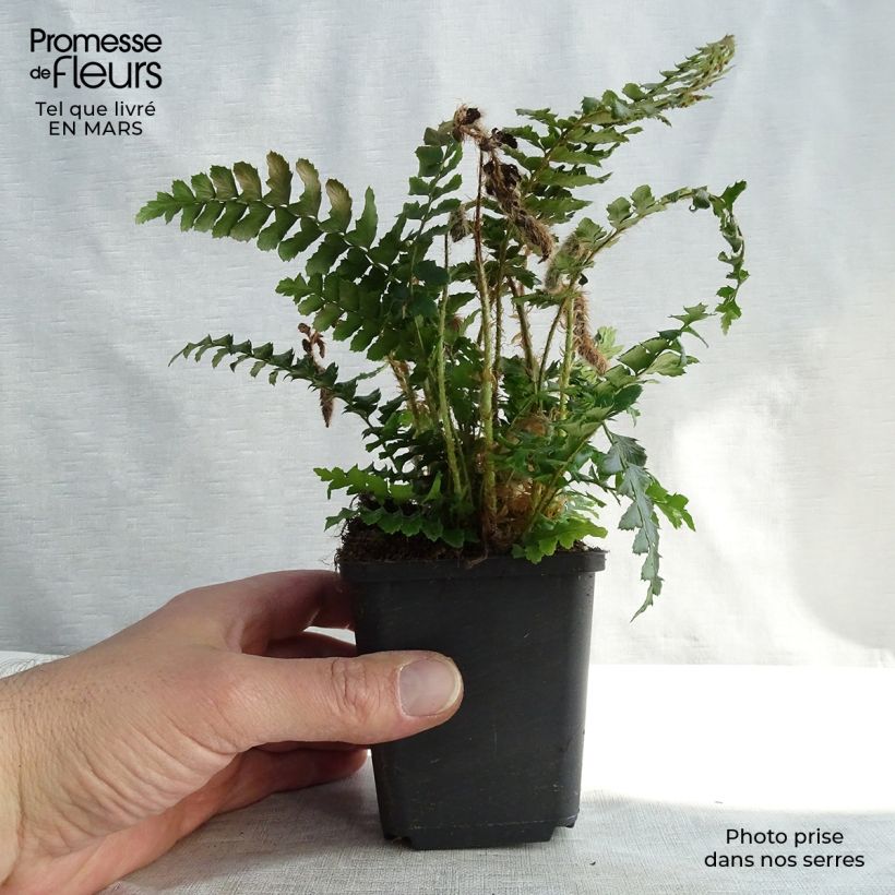 Spécimen de Polystichum polyblepharum - Fougère persistante Godet de 8/9 cm tel que livré en hiver