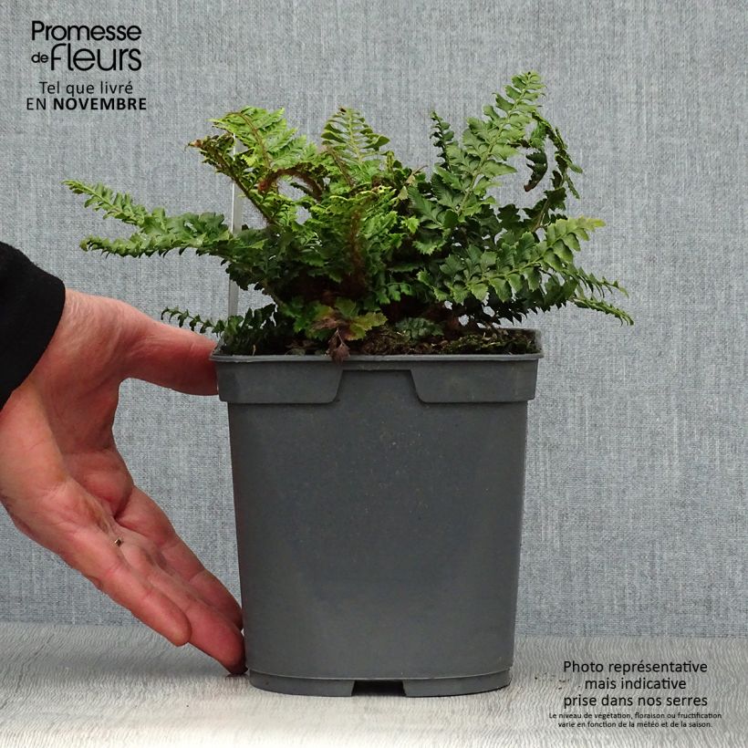 Spécimen de Polystichum polyblepharum - Fougère persistante Pot de 2L/3L tel que livré en automne