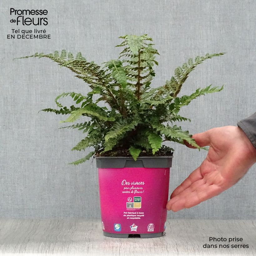 Spécimen de Polystichum polyblepharum - Fougère persistante Pot de 2L/3L tel que livré en hiver