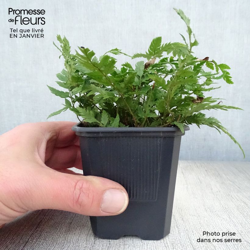 Spécimen de Polystichum rigens - Fougère Godet de 8/9 cm tel que livré en hiver