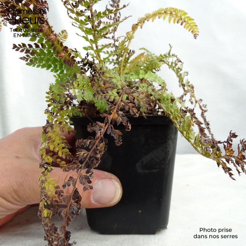 Spécimen de Polystichum setiferum - Aspidie à cils raides Densum Godet de 8/9 cm tel que livré au printemps
