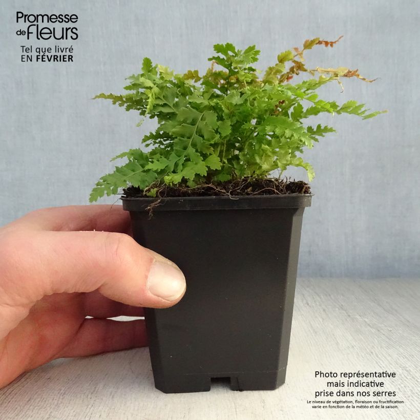 Spécimen de Polystichum setiferum - Aspidie à cils raides Herrenhausen Godet de 8/9 cm tel que livré en hiver