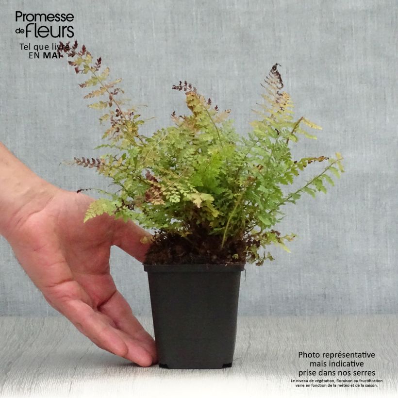 Spécimen de Polystichum setiferum - Aspidie à cils raides Herrenhausen Godet de 8/9 cm tel que livré au printemps