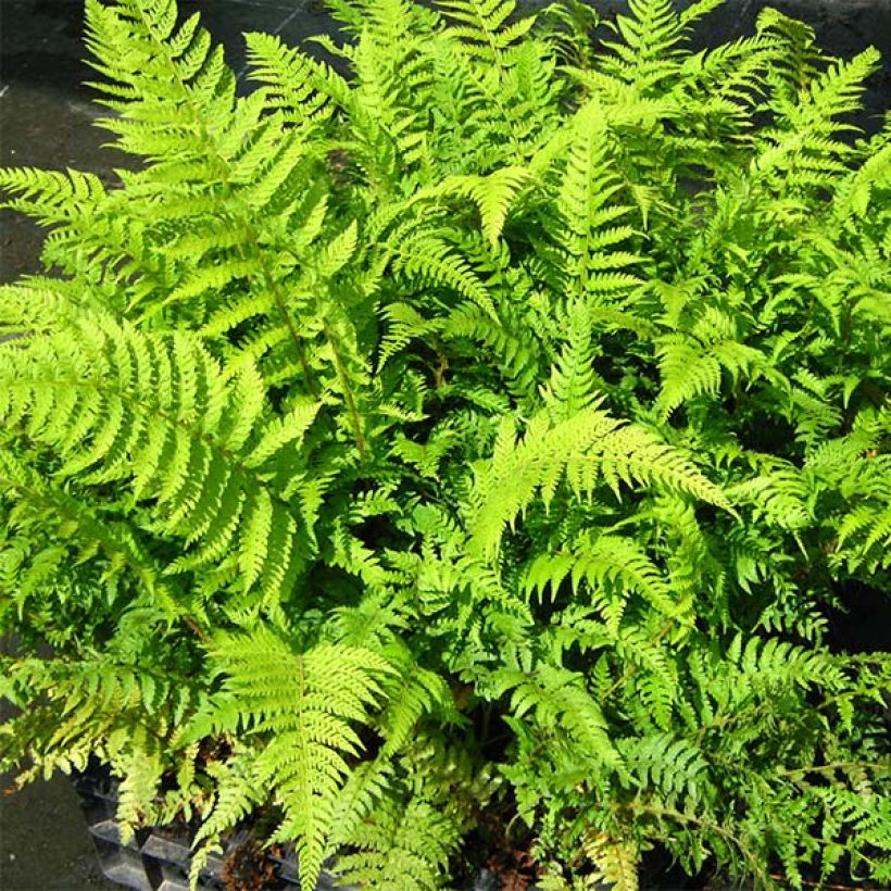 Polystichum setiferum Dahlem - Fougère (Feuillage)