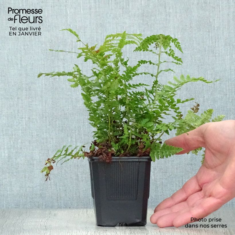 Spécimen de Polystichum setiferum - Fougère Godet de 8/9 cm tel que livré en hiver
