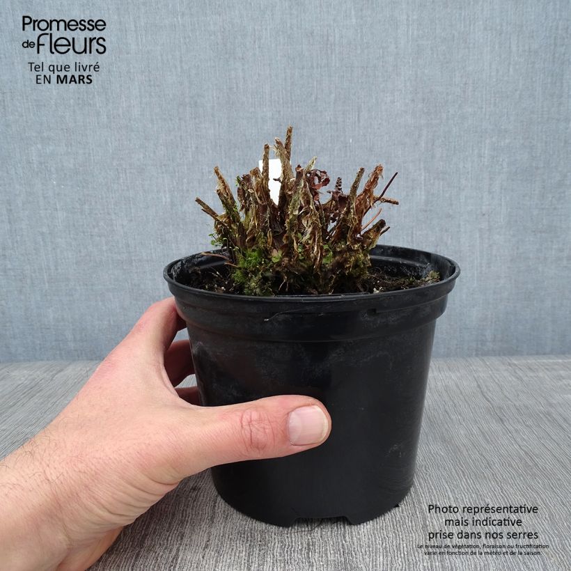 Spécimen de Polystichum setiferum - Fougère Pot de 2L/3L tel que livré en hiver