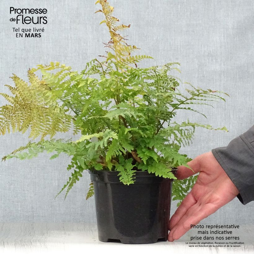 Spécimen de Polystichum setiferum - Fougère Pot de 2L/3L tel que livré au printemps