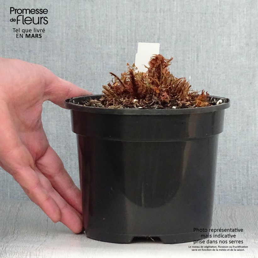 Spécimen de Polystichum setiferum Plumosum Bevis - Aspidie à cils raides Pot de 2L/3L tel que livré au printemps
