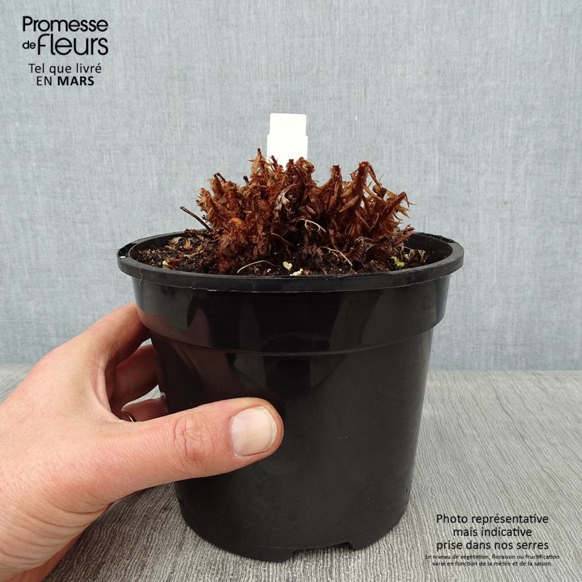 Spécimen de Polystichum setiferum Plumosum Bevis - Aspidie à cils raides Pot de 2L/3L tel que livré en hiver