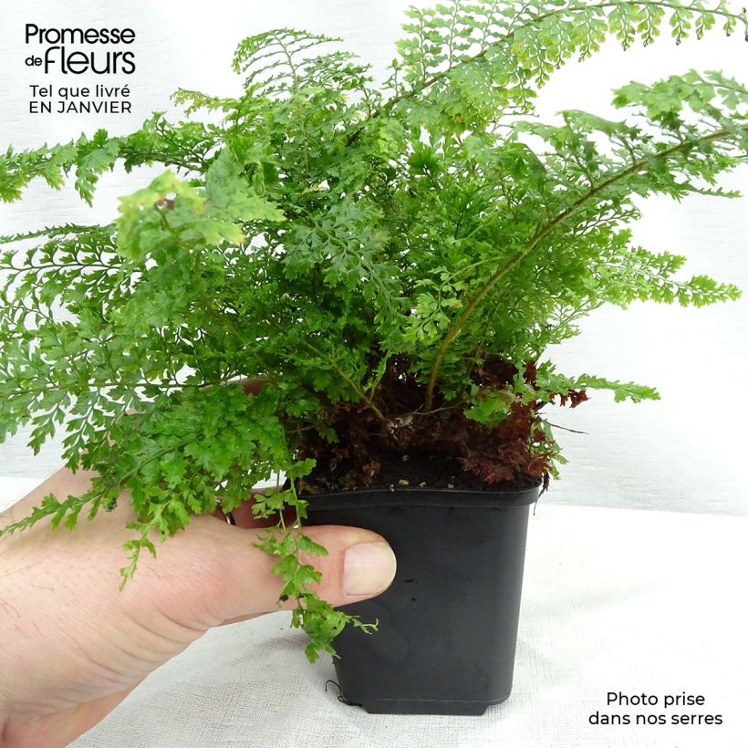Spécimen de Polystichum setiferum Plumosum Densum - Fougère Godet de 8/9 cm tel que livré en hiver