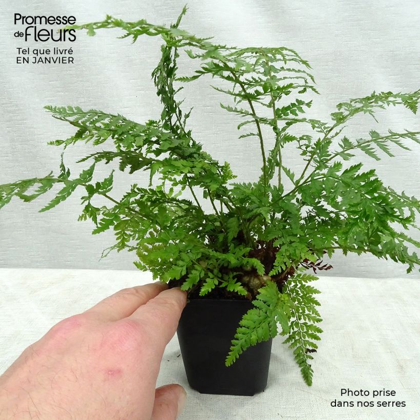 Spécimen de Polystichum setiferum Proliferum - Fougère Godet de 8/9 cm tel que livré en hiver