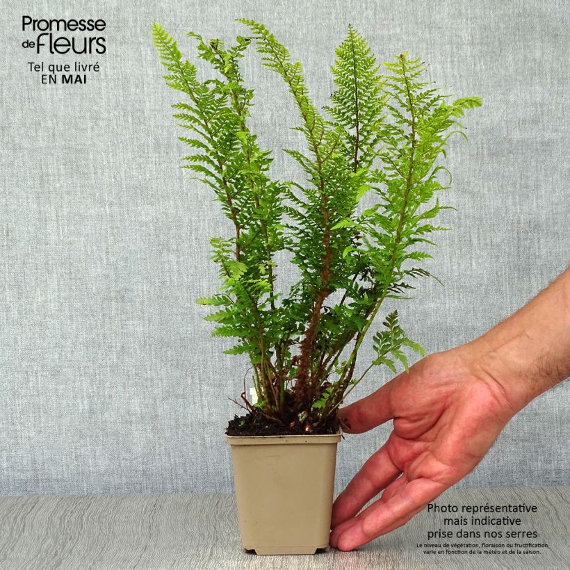 Spécimen de Polystichum setiferum Proliferum - Fougère Godet de 8/9 cm tel que livré au printemps
