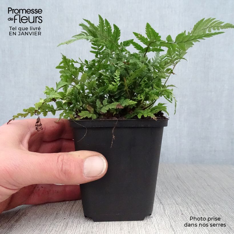 Spécimen de Polystichum tsus-simense - Aspidie, fougère Godet de 8/9 cm tel que livré en hiver