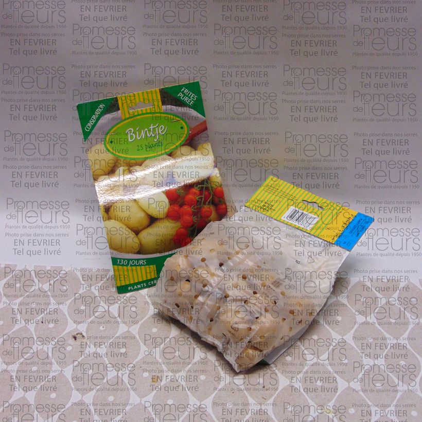 Exemple de spécimen de Pommes de terre Bintje Sac de 25 plants calibre 28/35 mm tel que livré